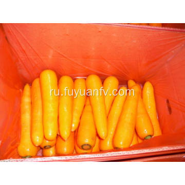 Свежая морковь Шаньдун, начиная
